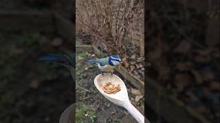 A Blue Tit Taking a Mealworm From a Wooden Spoon in Slow Motion