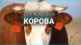 Ковбой пытался остановить корову с помощью лассо посреди трассы