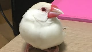 【文鳥】飼い主の手が好きすぎて追いかける文鳥【Java Finch】