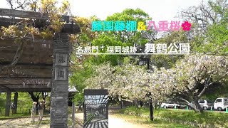 【藤園・藤棚　\u0026　八重桜】　名島門・福岡城跡　舞鶴公園