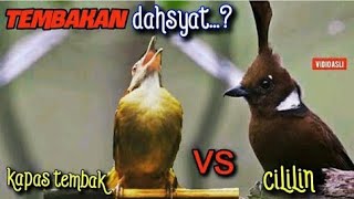 MASTERAN JUARA KAPAS TEMBAK VS CILILIN SUARA JERNIH CEPAT MASUK GAMPANG DITIRUKAN BURUNG