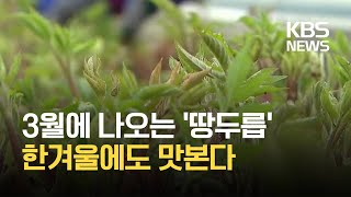 봄나물의 대명사 ‘땅두릅’…이젠 1월부터 맛본다 / KBS