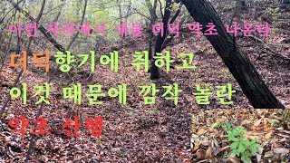 짬 약초산행/ 이런 자리에서 대물 약초 나옵니다/이것 보고 깜짝 놀랐습니다/\