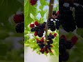 tasty fruit kafal mulberry tree fruittree utttakhand himalaya himachal yummy travel life