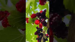 #tasty #fruit #kafal #mulberry #tree #fruittree #utttakhand #himalaya #himachal #yummy #travel #life