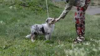 collie puppy Yanis of Gold Collection