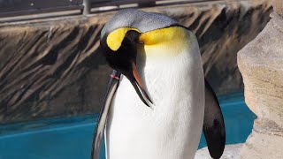 羽繕いするオウサマペンギン 東山動植物園 2020/2/1