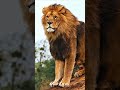 ek jungle ka ek hi raja king the of lion subscribe