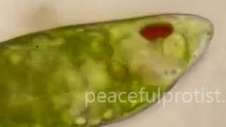 euglena