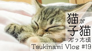 猫がまだ子猫だった頃【Tsukinami Vlog #19】