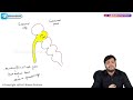 14. pharyngeal arches embryology