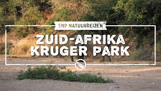 Zuid-Afrika: Kruger National Park | SNP Natuurreizen