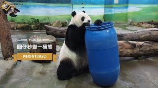 20211226 圓仔秒變一桶熊 The Giant Panda Yuan Zai