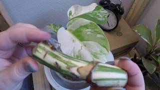 Timelapse:  Variegated Monstera Easy Propagation with Stem Node Cutting/Wet Stic