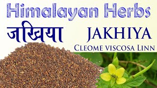 Himalayan Herbs- Jakhiya | जखिया |  Cleome viscosa Linn