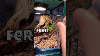 Making A Terrarium For A Cute Jumping Spider