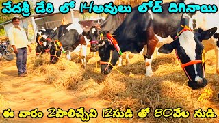 ||వేదశ్రీ డేరి లో 14అవులు లోడ్ దిగినాయి ఈ వారం 2పలిచ్చేవీ 12సుడి తో 80వేల నుడి!