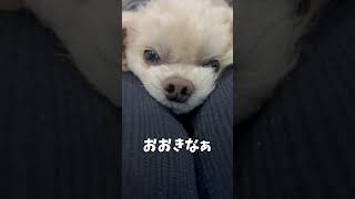 みなさまに報告する犬【関西弁でしゃべる犬】#686 Dogs to report to everyone #shorts#dogs#funnypets#犬#undergo surgery