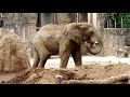 朝一の砥夢くん　african elephant アフリカゾウ