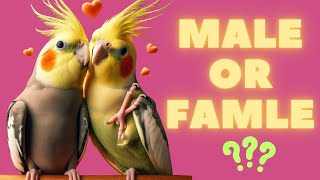 How To Tell If A Cockatiel Is Male Or Female
