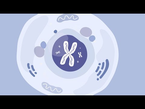 What is the first step in the process of gene therapy?