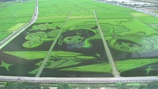 ギネス世界記録　田んぼアート　埼玉県行田市