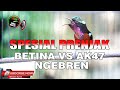 MASTERAN KONIN SPESIAL FULL ISIAN PRENJAK BETINA BABLAS NGEBREN CIBLEK AK47 ! VIDEO ASLI CEPAT MASUK