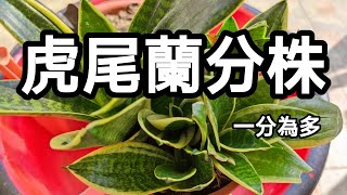 虎尾蘭養護🌱 | 虎尾蘭種植 | 虎尾蘭分株 | 虎尾蘭澆水 | 植物方位 | 虎尾蘭爛根 | 虎尾蘭種植方法 | 堆肥土用途