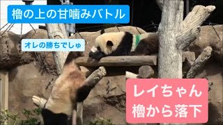 【悲劇】シャオくんがレイちゃんを櫓の上から落とす　2023.10.08