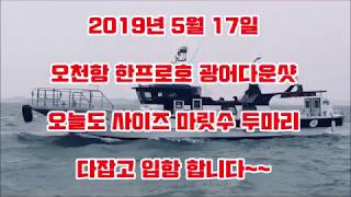 2019년 오천항 한프로호 광어다운샷 마릿수 사이즈 굿!!