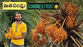 ఈత పండ్లు | Indian palm date fruit 😋 | Desi fruits | Indian palm fruits #palmfruits