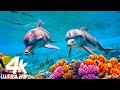 Aquarium 4K VIDEO ULTRA HD 🐠 Colorful Marine Life - Soothing Aquarium Relaxation