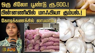 ஒரு கிலோ பூண்டு ரூ.600.!பின்னணியில் மாஃபியா கும்பல்.!கோடிக்கணக்கில் லாபமாம்.! | Garlic price