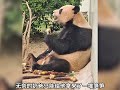 盘点大熊猫“坑”爹名场面，卖惨装瘸喝洗腚水无所不能 大熊猫