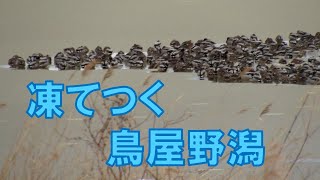 凍てつく鳥屋野潟。カモたちとハクセキレイの様子をお届け