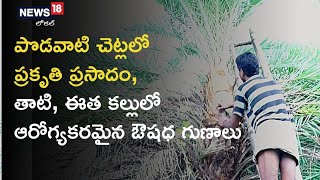 Peddapalli: పొడవాటి చెట్లలో ప్రకృతి ప్రసాదం: తాటి, ఈత కల్లులో ఆరోగ్యకరమైన ఔషధ గుణాలు | News18 Telugu