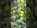 grow organic green apples ber at home organicgardening