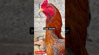 Amazing Huge Rooster | Beautiful Aseel😍🐓#rooster #murga #youtubeshorts #birds