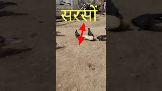 सर्दियों में कबूतरों को सरसों खिलाना चाहिए | Pigeons#shorts#youtubeshorts