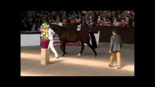 Etoulon VDL Stallionshow 2014