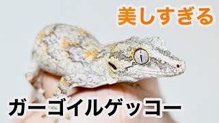 【ガーゴお迎え】ゲコマでお迎えしたガーゴイルゲッコーのご紹介です！【ゲッコーマーケット】