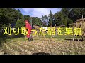 【農業なう 2019mov.】稲刈り・ササニシキ編