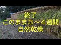 【農業なう 2019mov.】稲刈り・ササニシキ編