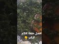 لآلام الركب وصفة سهلة ومجربة