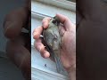 rescued sparrow in hand スズメ拾った 참새 새줍 shorts