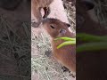 カピバラ「キュルル…オショクジ」 capybara