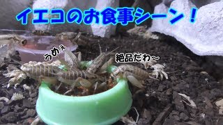 【コオロギ繫殖計画#3】餌に群がるイエコ達