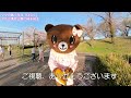 【着ぐるみ】クマのマスコット「はなこ」、落合公園で桜のトンネルを歩く i played in a bear costume.