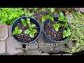 【养花·种菜】051 植物过冬保护 winter plant protection