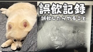 【緊急病院】犬の誤飲/大量のケーブルを飲み込んじゃった/誤飲した時の対処法